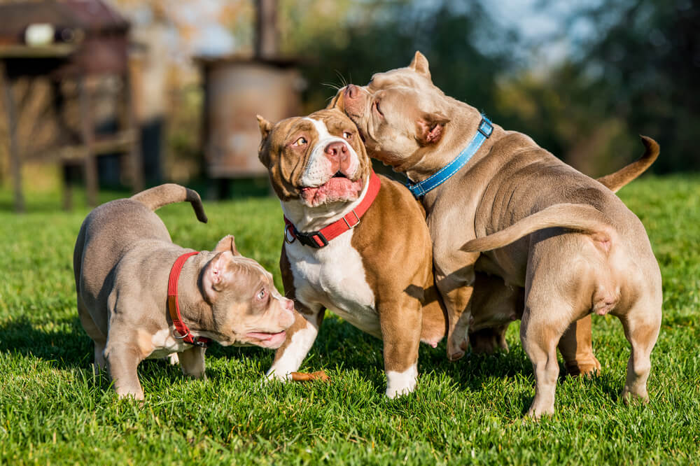 American Bully puppies dogs are playing in move outside