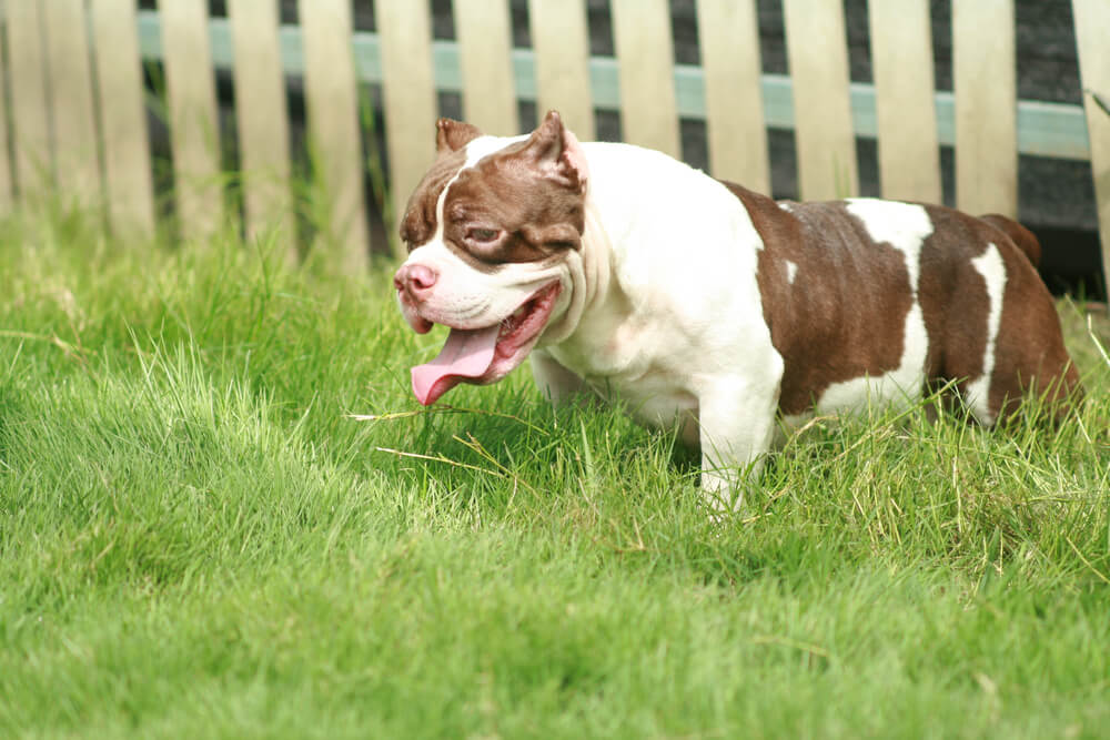American Bully size pocket Dog is male white and brown color