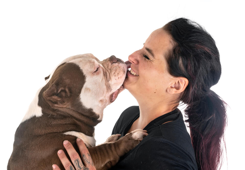 American bully and owner