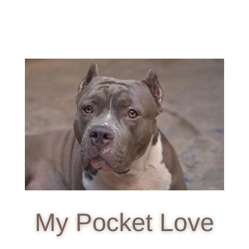 My Pocket Love logo