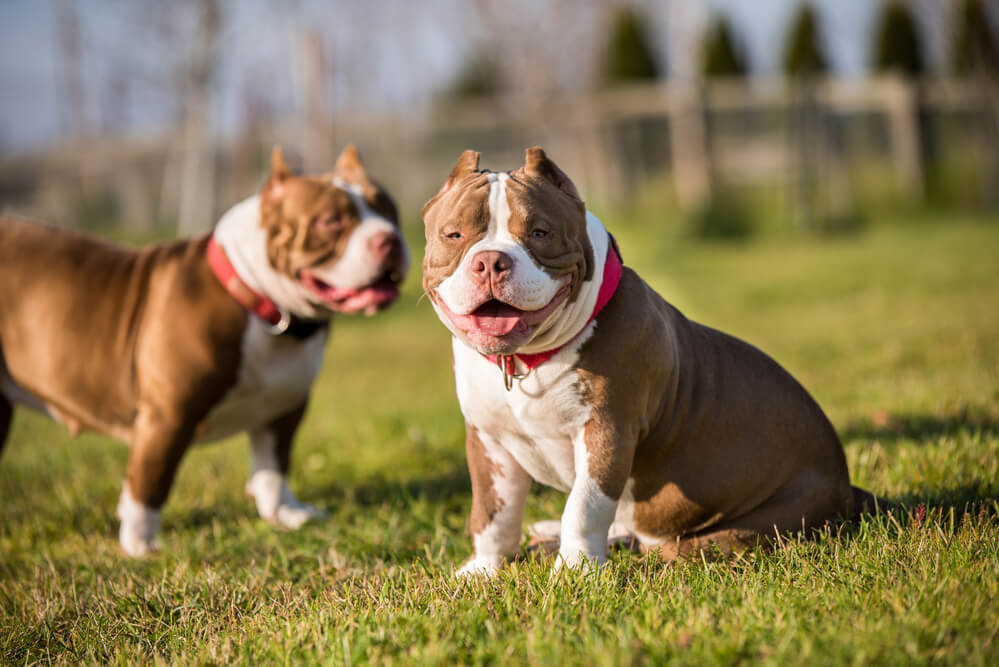 Two Red color American Bully dogs are walking and playing