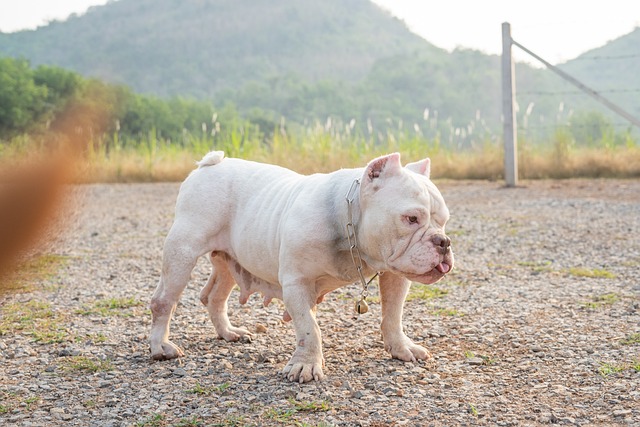 history of bully breed dogs