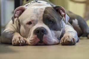 Why do bully breeds have a bad reputation